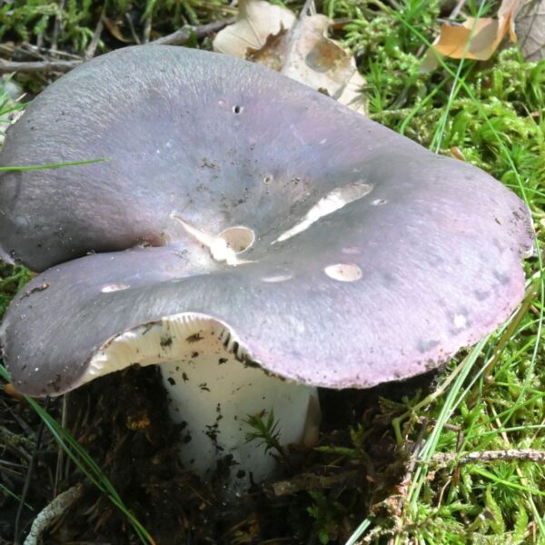 Holubinka namodralá (Russula cyanoxantha)