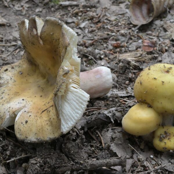 Holubinka fialovonohá (Russula violeipes)