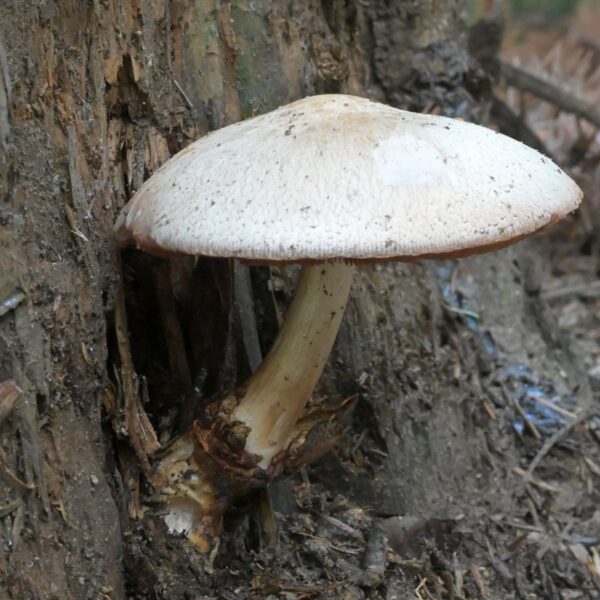 Kukmák bělovlnný (Volvariella bombycina)