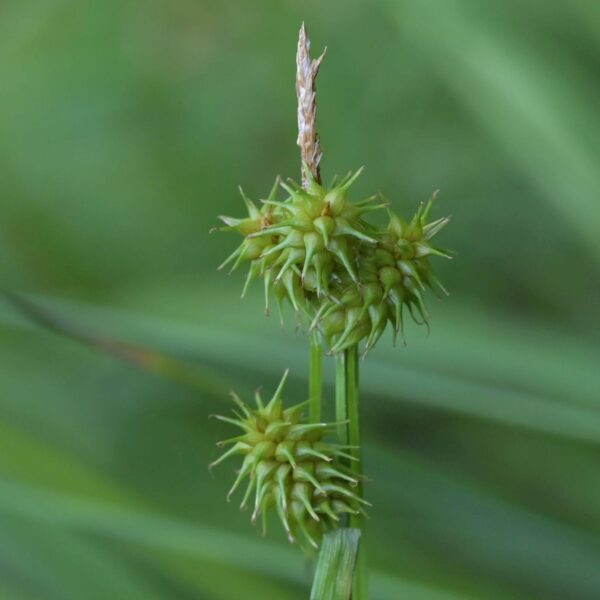 Ostřice rusá (Carex flava s.str.) NT
